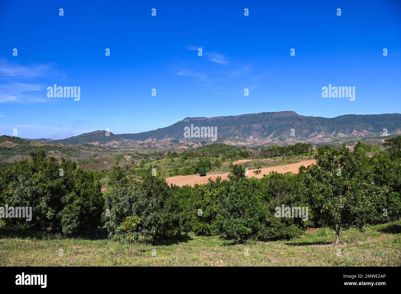 piante di macadamia, noci di macadamia crude fresche in giardino, piantare frutta di macadamia su terreni agricoli di montagna Foto Stock
