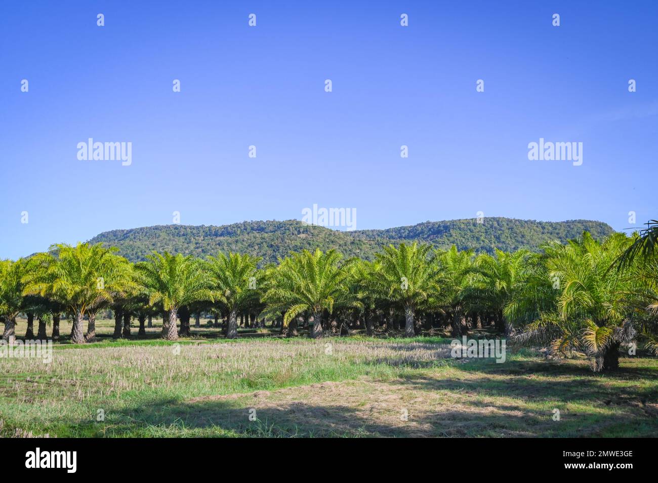 Palme nel giardino di palma montagna sfondo collina, natura e luce del sole mattina, piantagione di olio di palma crescere in agricoltura, Asia Foto Stock