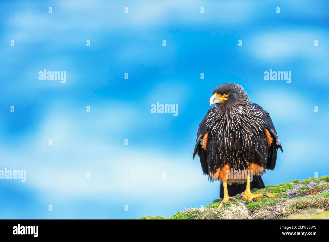 Caracara striata (Phalcoboenus australis), Isola dei leoni marini, Isole Falkland, Sud America Foto Stock