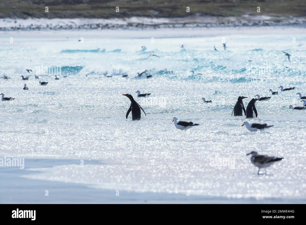 Gentoo pinguini (Pigocelis papua papua) bagni, Falkland orientale, Isole Falkland, Sud America Foto Stock