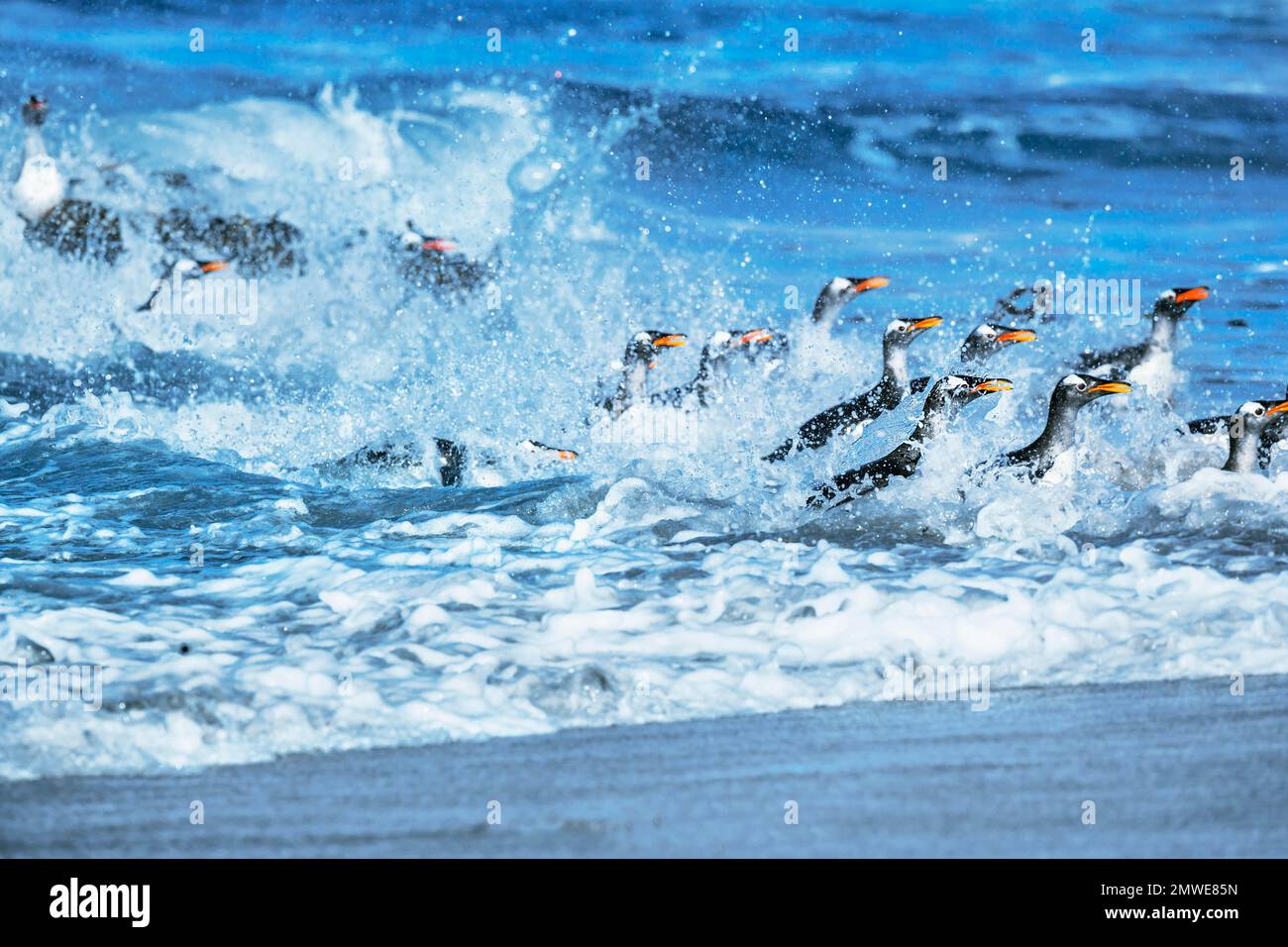 Pinguini Gentoo (Pygocelis papua papua) che saltano fuori dall'acqua, Isola dei leoni marini, Isole Falkland, Sud America Foto Stock