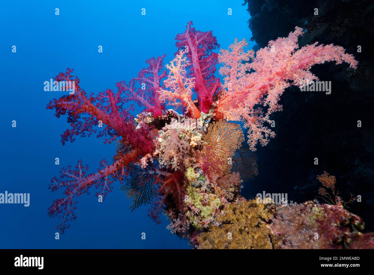 Corallo morbido di Klunzinger (Dendronephthya klunzingeri) su una sporgenza della barriera corallina, Parco Nazionale di Ras Muhammed, Sharm el Sheikh, Mar Rosso, Sinai, Egitto Foto Stock