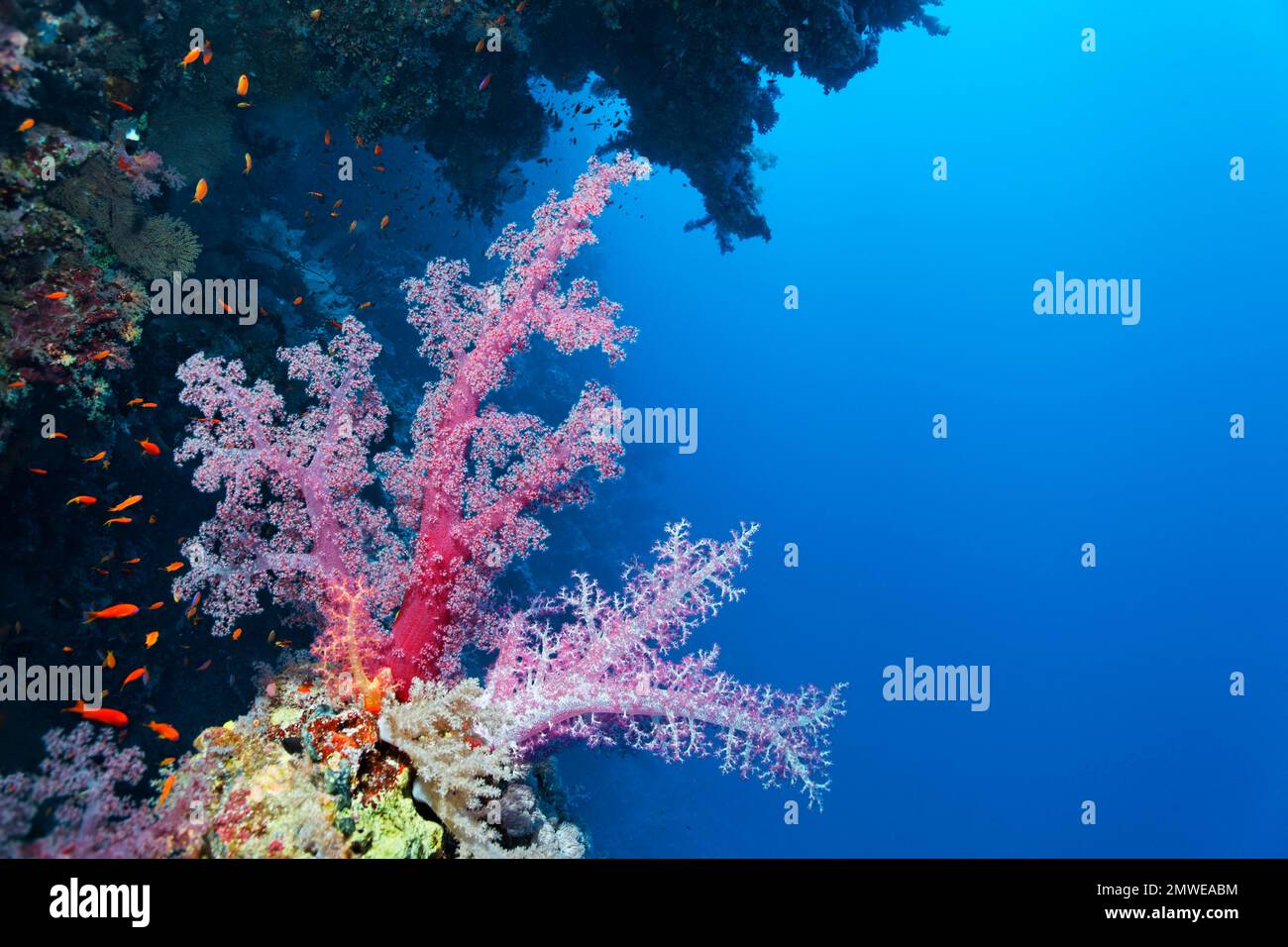 Corallo morbido di Klunzinger (Dendronephthya klunzingeri) su una sporgenza della barriera corallina, sotto la sporgenza, Parco Nazionale di Ras Muhammed, Sharm el Sheikh, Mar Rosso Foto Stock