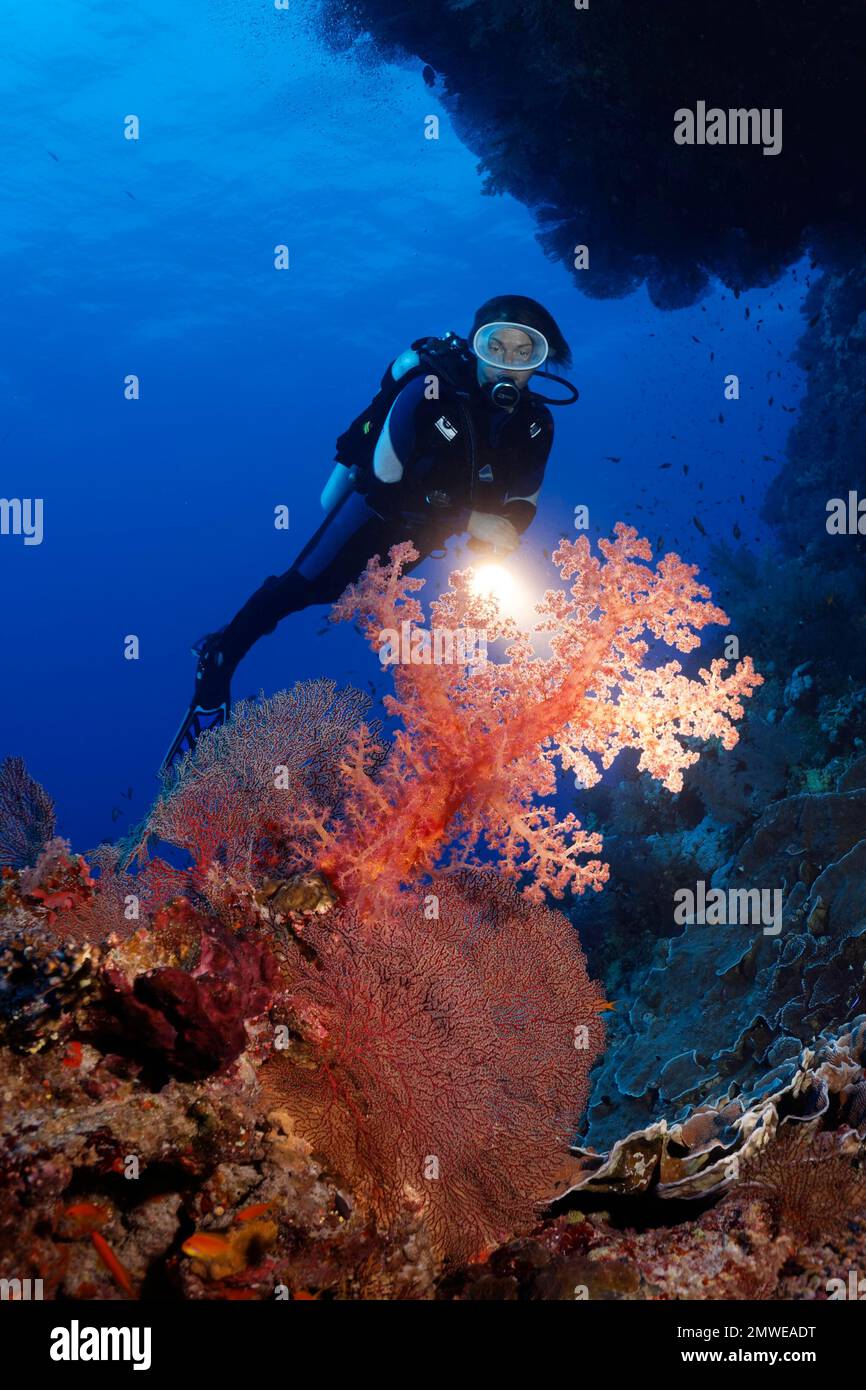 Subacqueo con torcia che guarda sotto la barriera corallina sovrasta il corallo morbido di grande klunzinger (Dendronephthya klunzingeri) e corallo corno (Acabaria splendens) Foto Stock