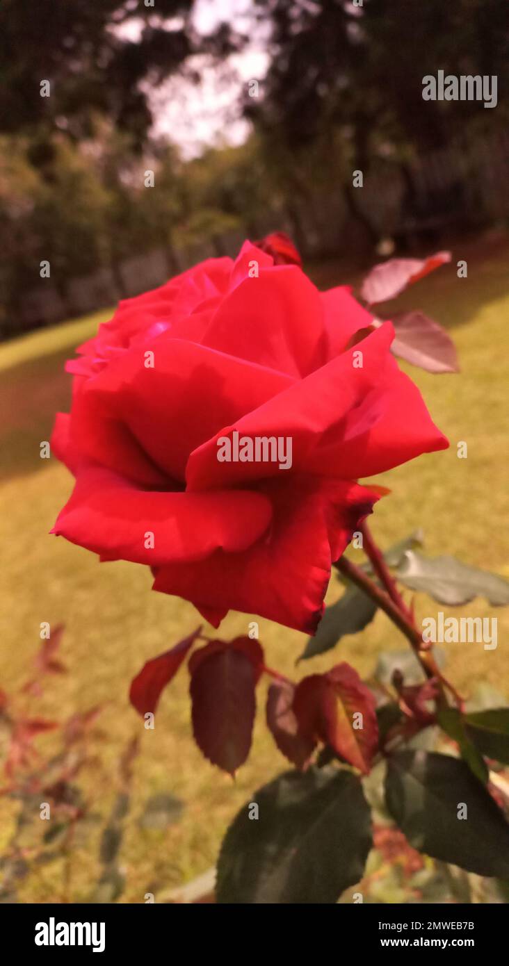 Fiori nel mio giardino domestico, Sri Lanka Foto Stock