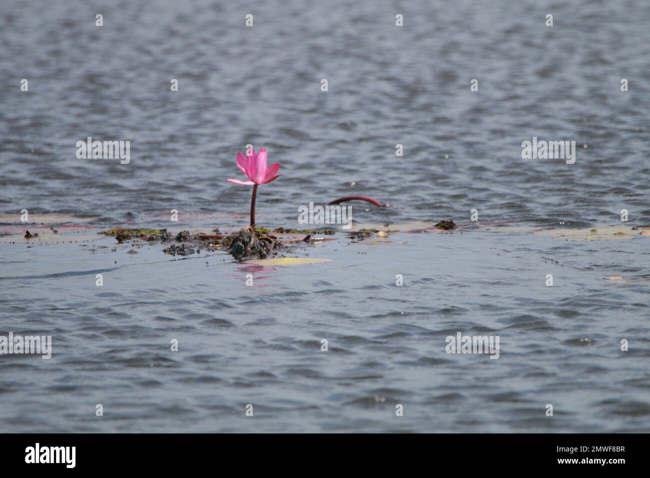 Fiori nel mio giardino domestico, Sri Lanka Foto Stock