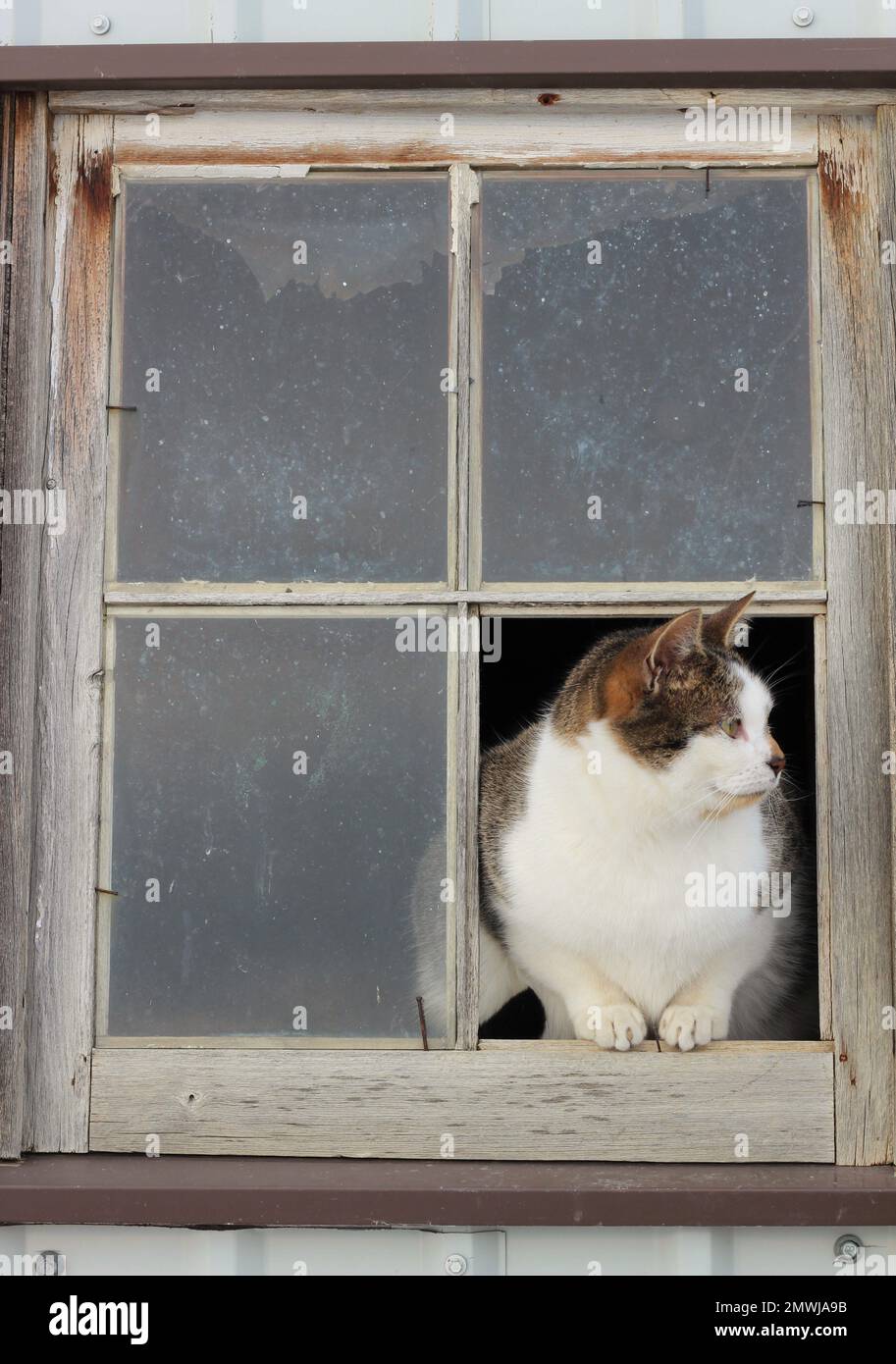 Gatto bianco e nero seduto in una vecchia finestra. Manca un riquadro della finestra. Foto Stock