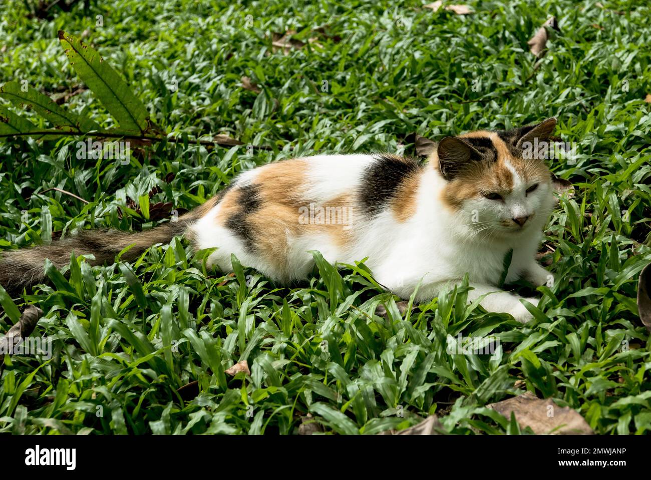 Un gatto seduto su un campo d'erba. Foto Stock