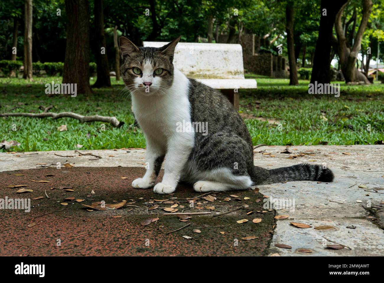Un gatto seduto al parco guarda nella macchina fotografica. Foto Stock
