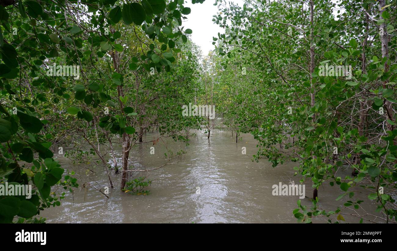 La verde e densa Foresta Marina di Avicennia, che cresce sopra il livello del mare, nel villaggio di Belo Laut, durante il giorno Foto Stock