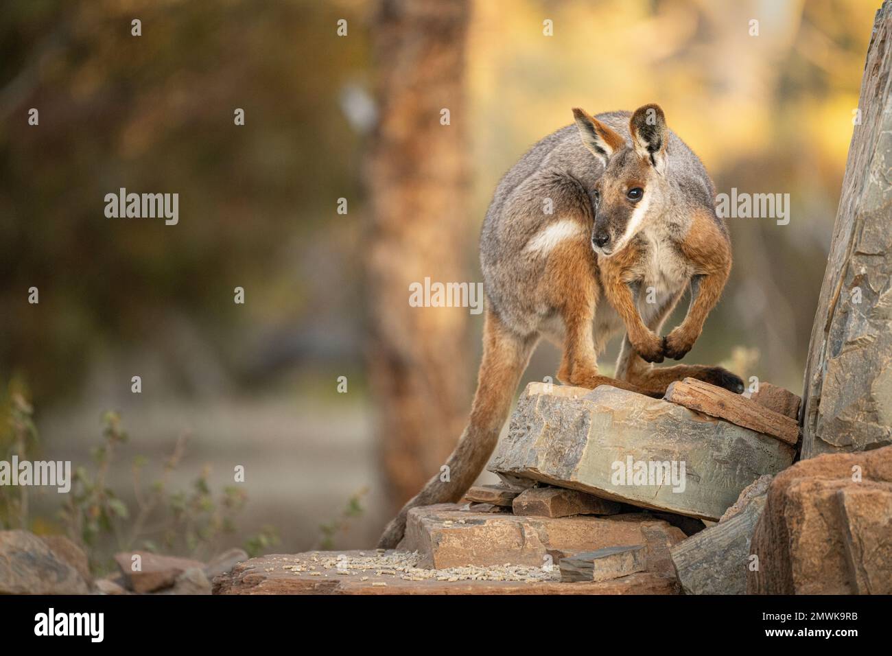 Il wallaby-rock dai piedi gialli a rischio di estinzione all'Arkaroola Wilderness Sanctuary South Australia. Foto Stock