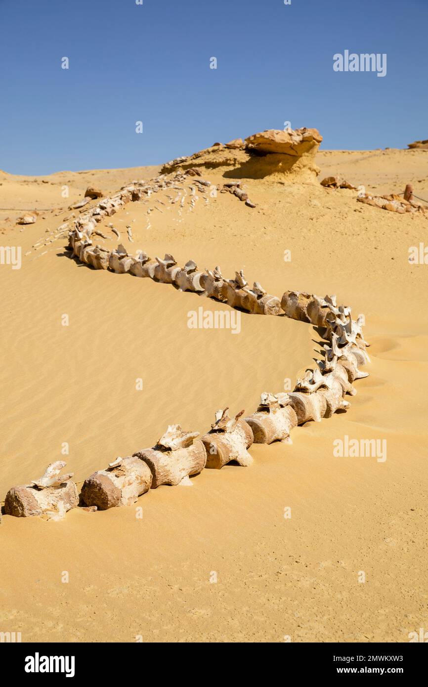 Scheletro di balena di Basilosaurus preistorico intatto, fossile di Wadi al-Hitan (Valle delle balene), nel deserto occidentale dell'Egitto Foto Stock