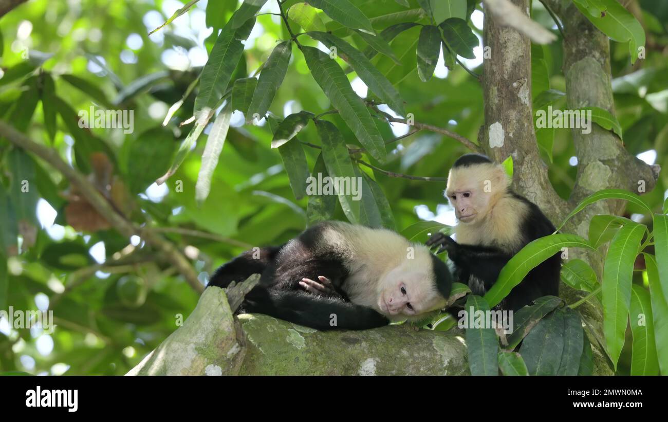 una scimmia cappuccina si stende per un altro a raccogliere i pidocchi a manuel antonio Foto Stock