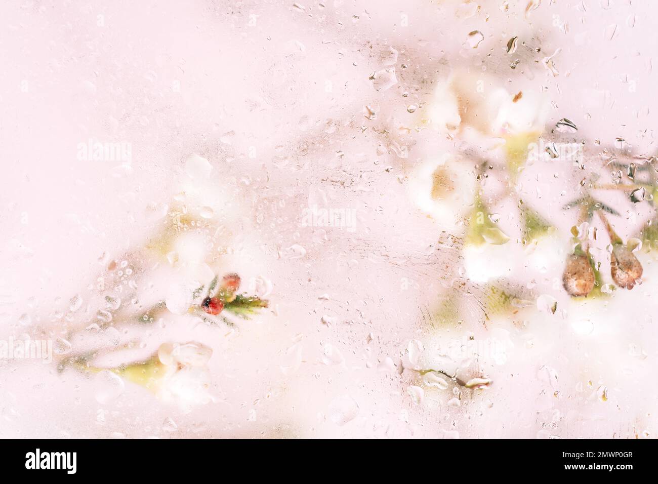 Sfondo di fiori fioriti di fronte al vetro con gocce d'acqua Foto Stock