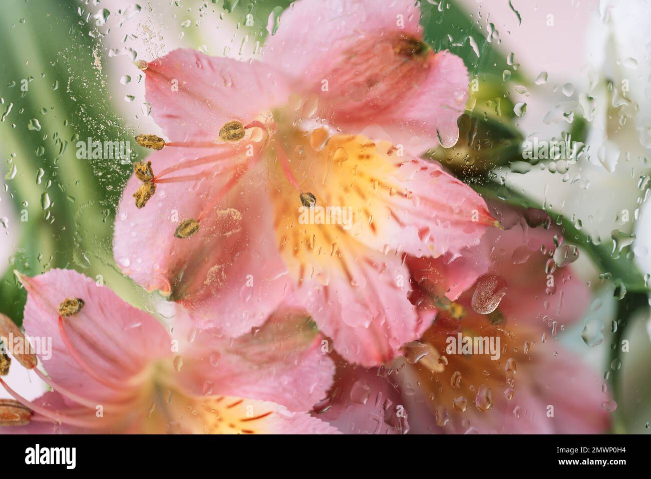 Sfondo di alstroemerie fiorenti davanti al vetro con gocce d'acqua Foto Stock