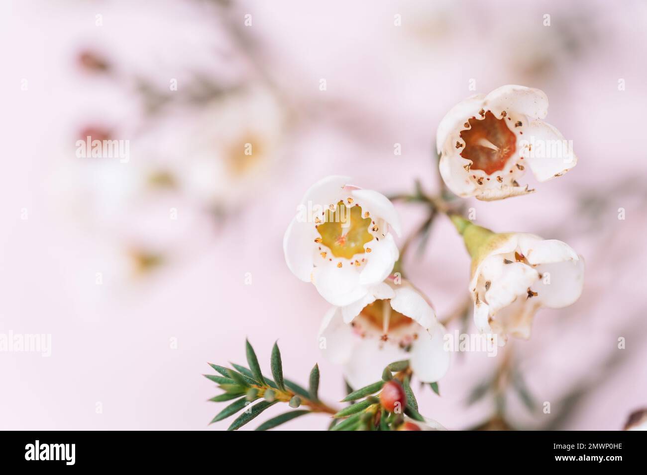 Fiore di cera fiorente uno sfondo rosa Foto Stock