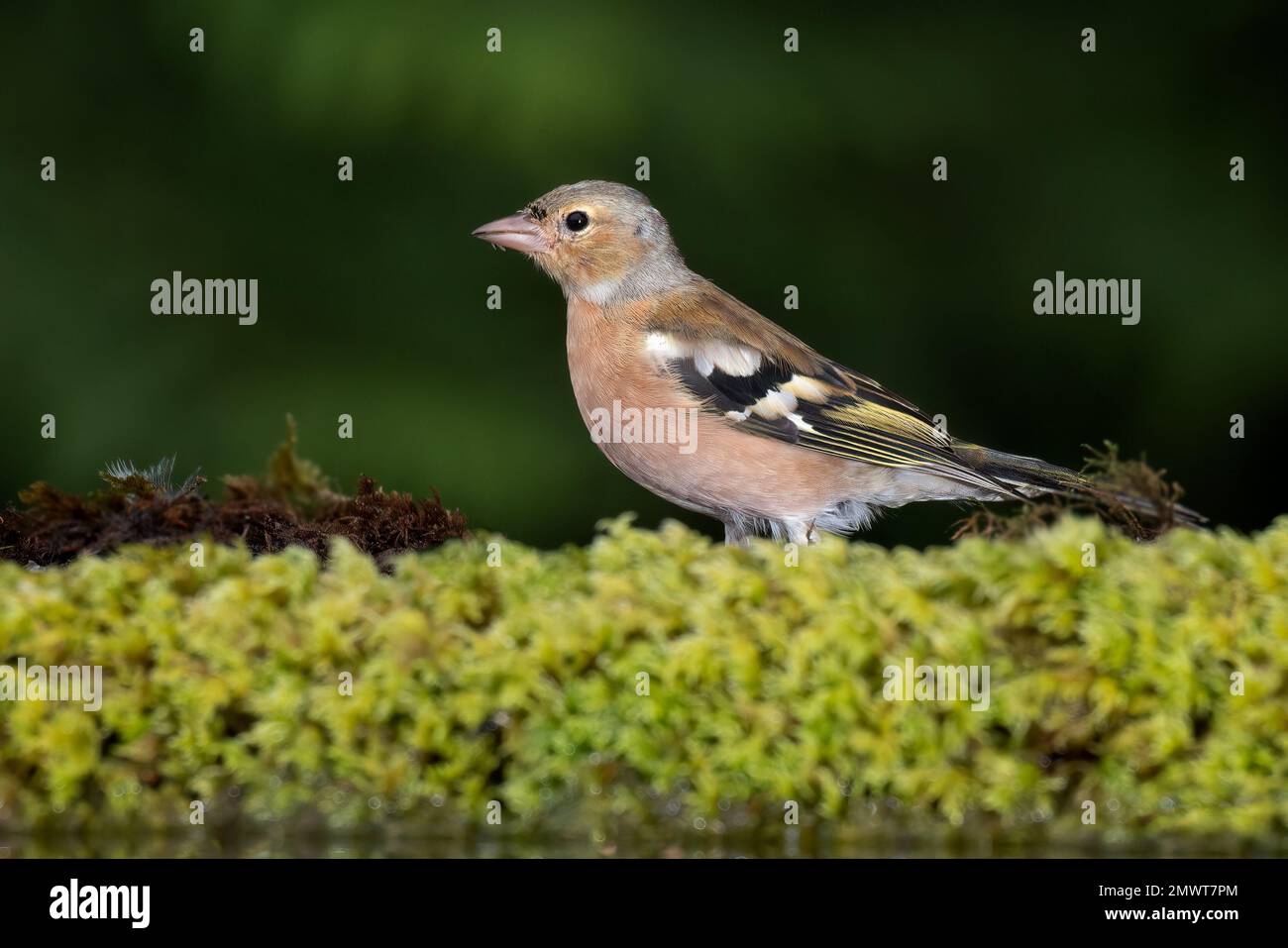 Un primo piano di un maschio chaffinch come egli è in piedi sulla vegetazione a lato di una piscina Foto Stock