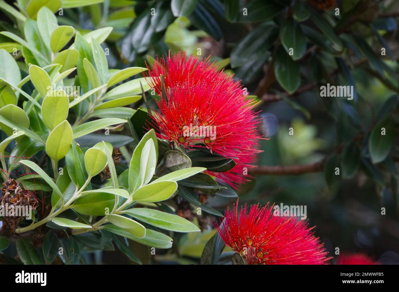 Primo piano del fiore di Pohutukawa (Metrosideros excelsa), conosciuto anche come l'albero di Natale della Nuova Zelanda Foto Stock