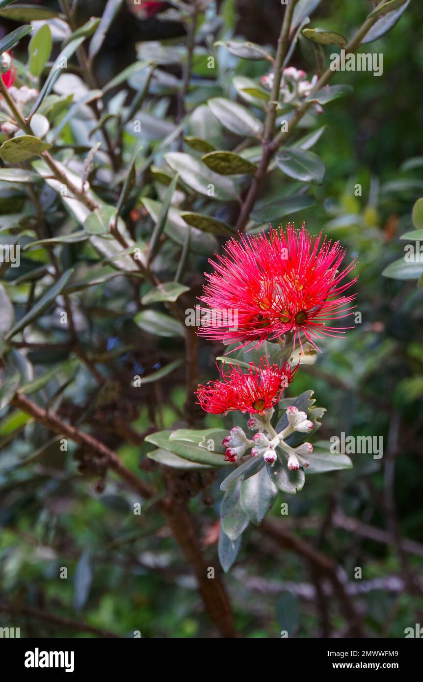 Primo piano del fiore di Pohutukawa (Metrosideros excelsa), conosciuto anche come l'albero di Natale della Nuova Zelanda Foto Stock