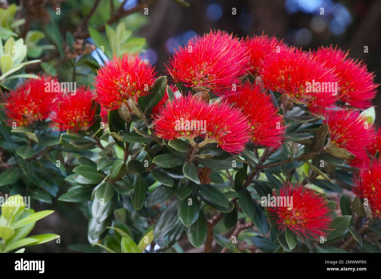 Primo piano del fiore di Pohutukawa (Metrosideros excelsa), conosciuto anche come l'albero di Natale della Nuova Zelanda Foto Stock