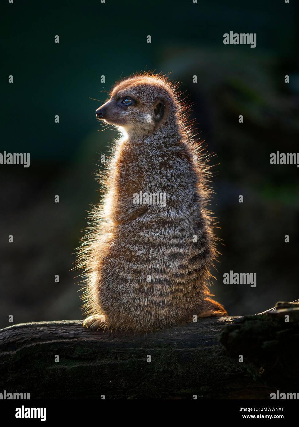 Meerkat o suricate Suricata suricatta Foto Stock