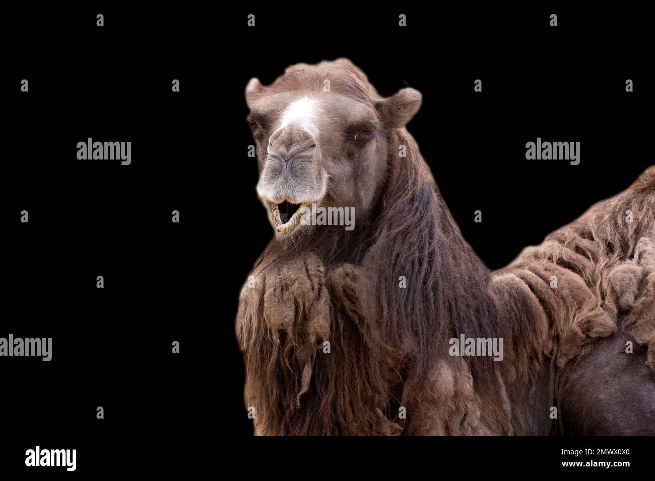 Cammello un ritratto di primo piano su uno sfondo nero Foto Stock