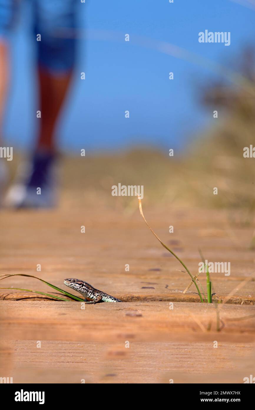 Comune o vivipara Lizard Lacerta vivipara sulla riserva naturale passerella Foto Stock