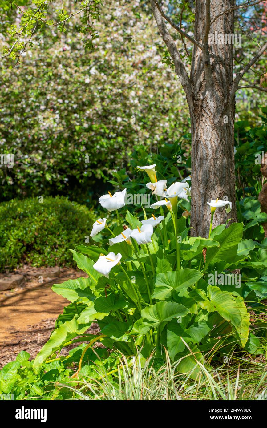 Il giglio di Arum fiorito bianco è nativo al Sudafrica ma è un'erbaccia dichiarata della peste nella maggior parte degli stati in Australia. È velenoso per gli esseri umani e gli animali Foto Stock
