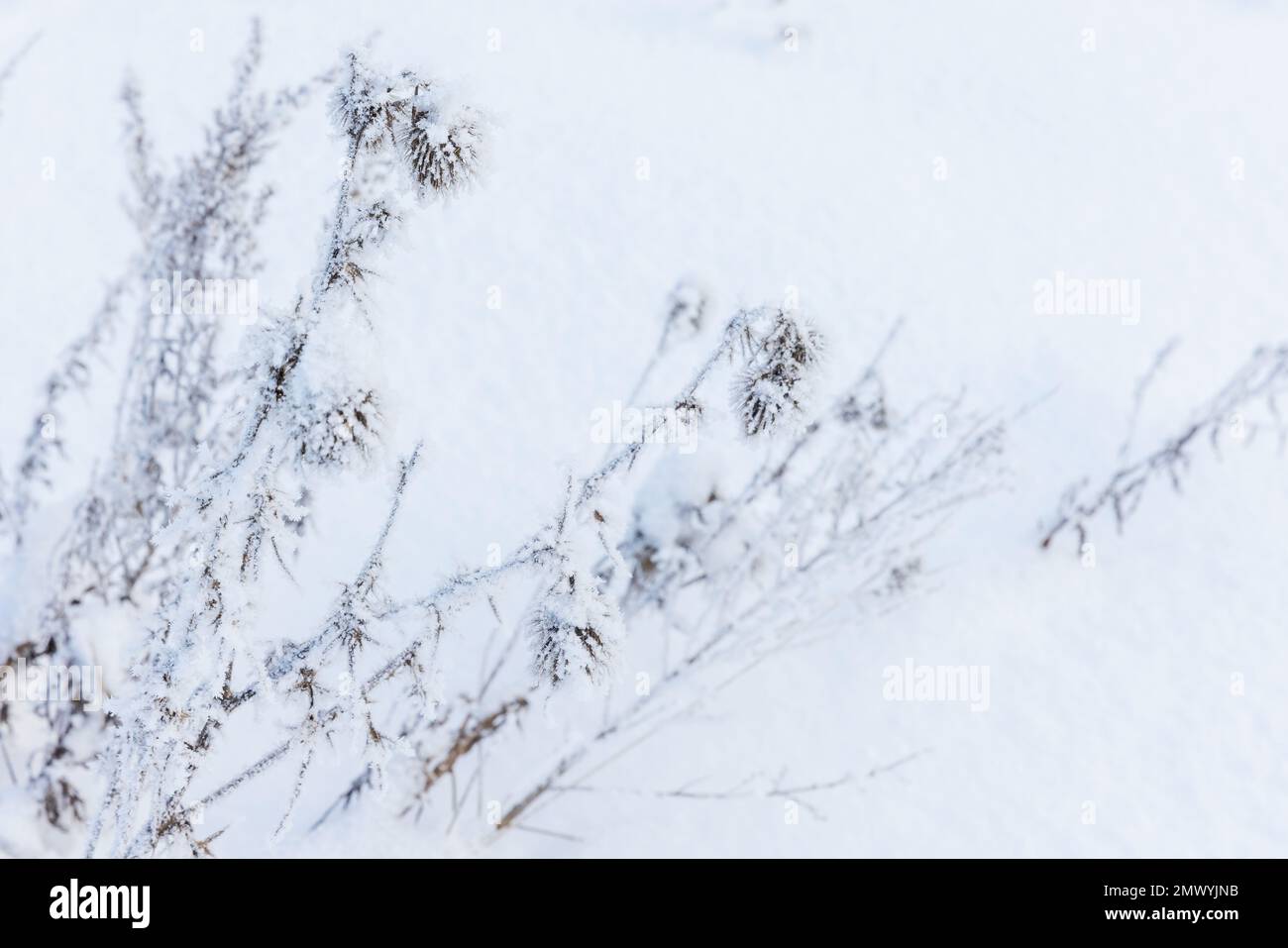 Le piante secche congelate sono in una nevicata, foto ravvicinata con fuoco morbido selettivo, sfondo naturale astratto invernale Foto Stock