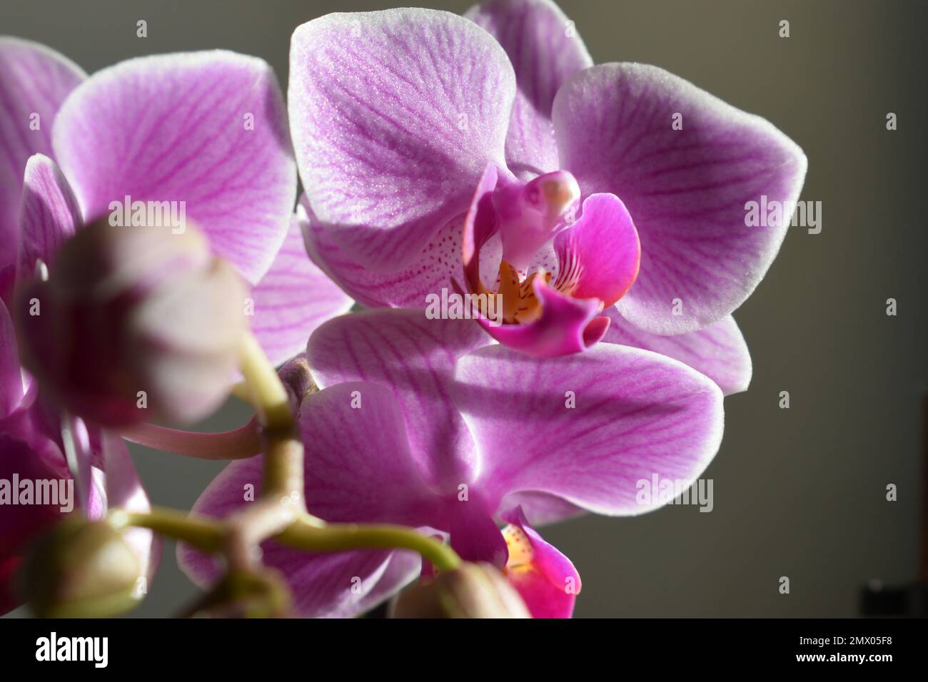 Fiori di Orchidea primo piano alla luce del sole Foto Stock