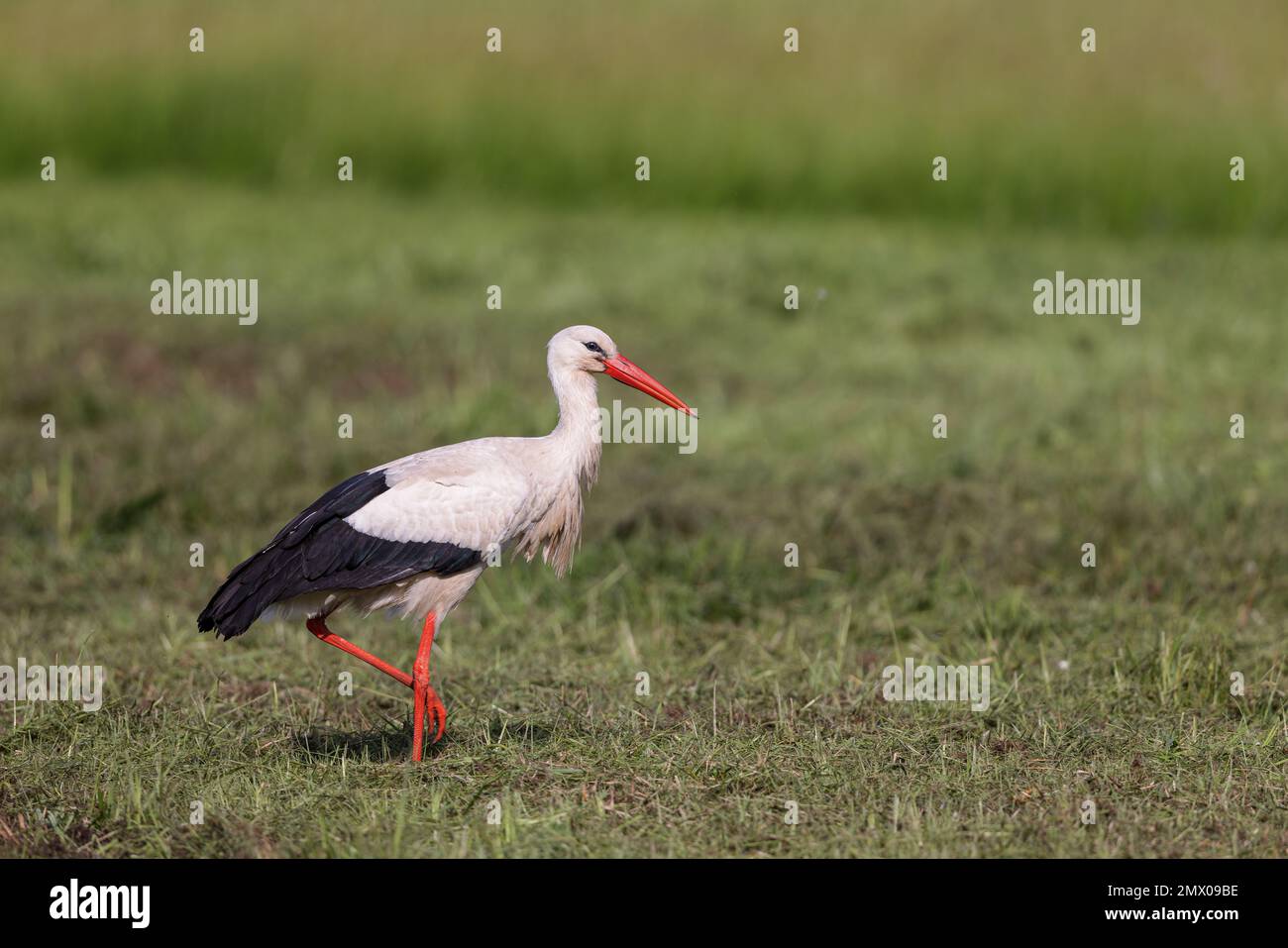 Cicogna bianca (Ciconia ciconia) alla ricerca di cibo in primavera su un prato nella zona di protezione della natura Moenchbruch vicino a Francoforte, Germania. Foto Stock