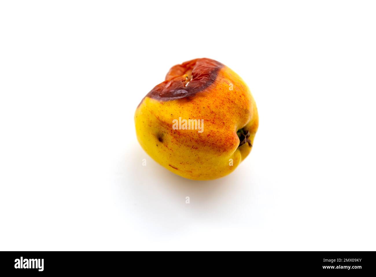 Una mela marcio isolata su sfondo bianco. Concetto di mela marcio. Decadimento in natura. Foto Stock