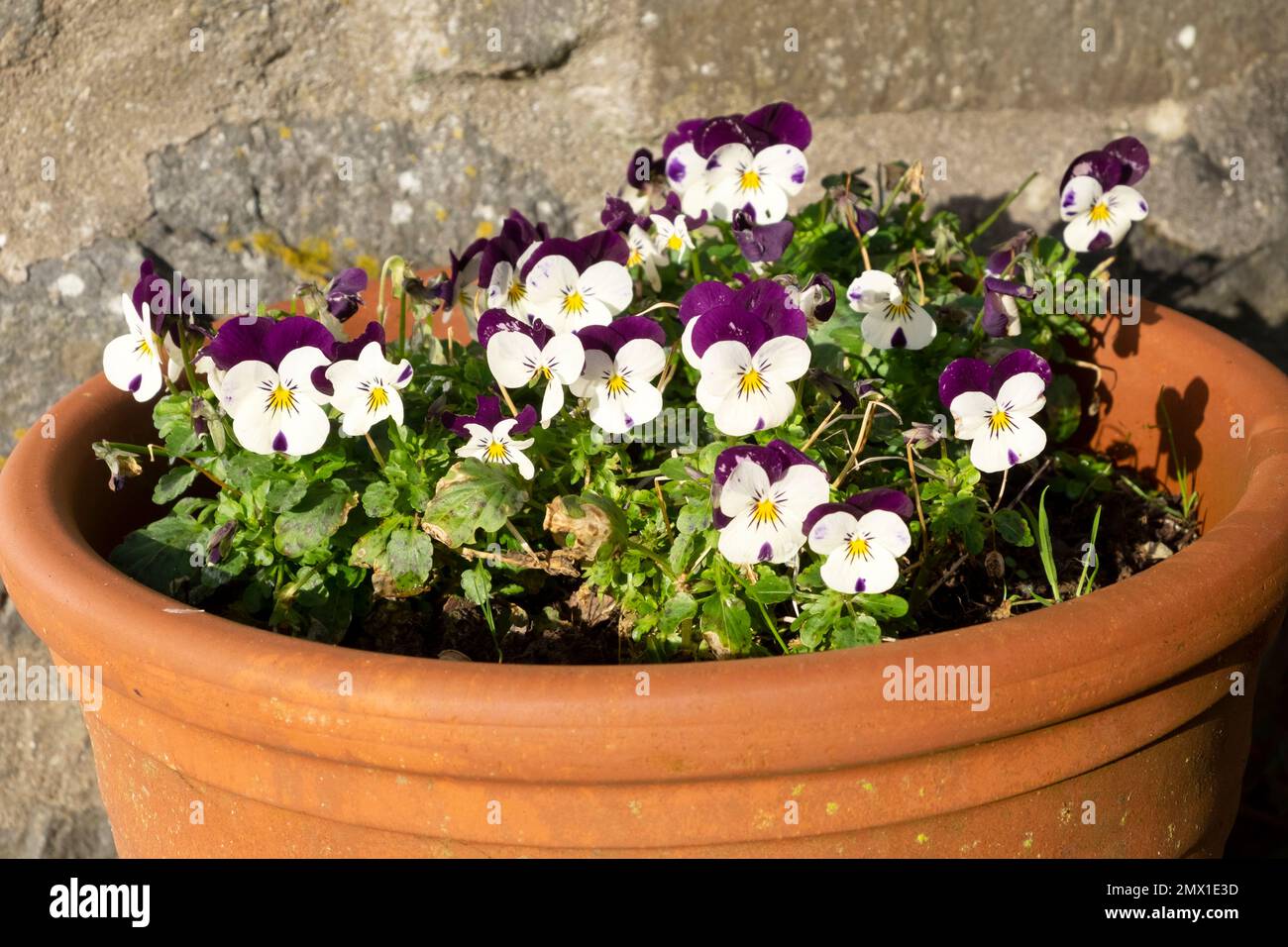 Bella viola e viola bianco fiorire in grande pentola in inverno giardino Carmarthenshire Galles Regno Unito Gran Bretagna 2023 KATHY DEWITT Foto Stock