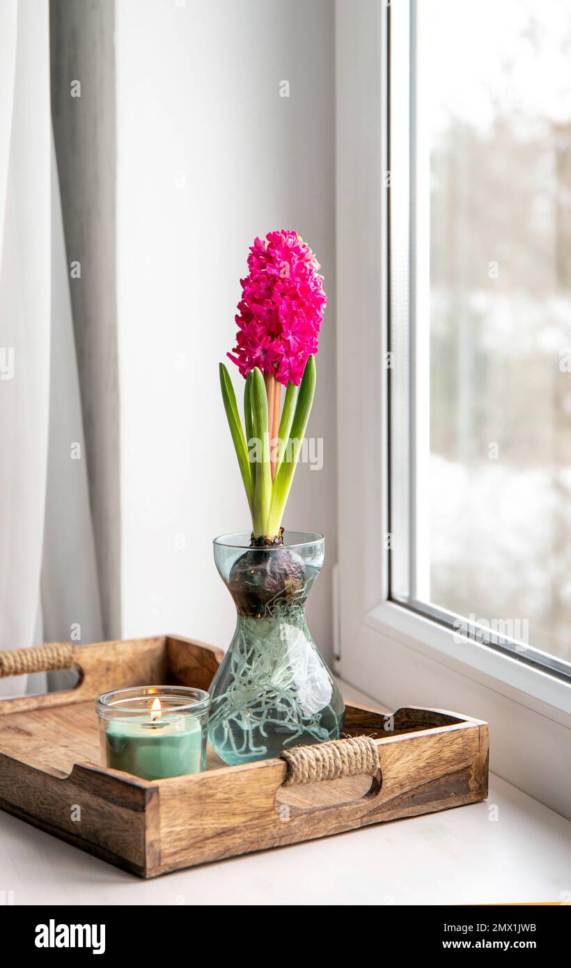 Giacinti Hyacintus orientalis cresce e fiorisce in casa in vaso speciale in febbraio. Fiori in fiore sul davanzale della finestra di casa. Foto Stock