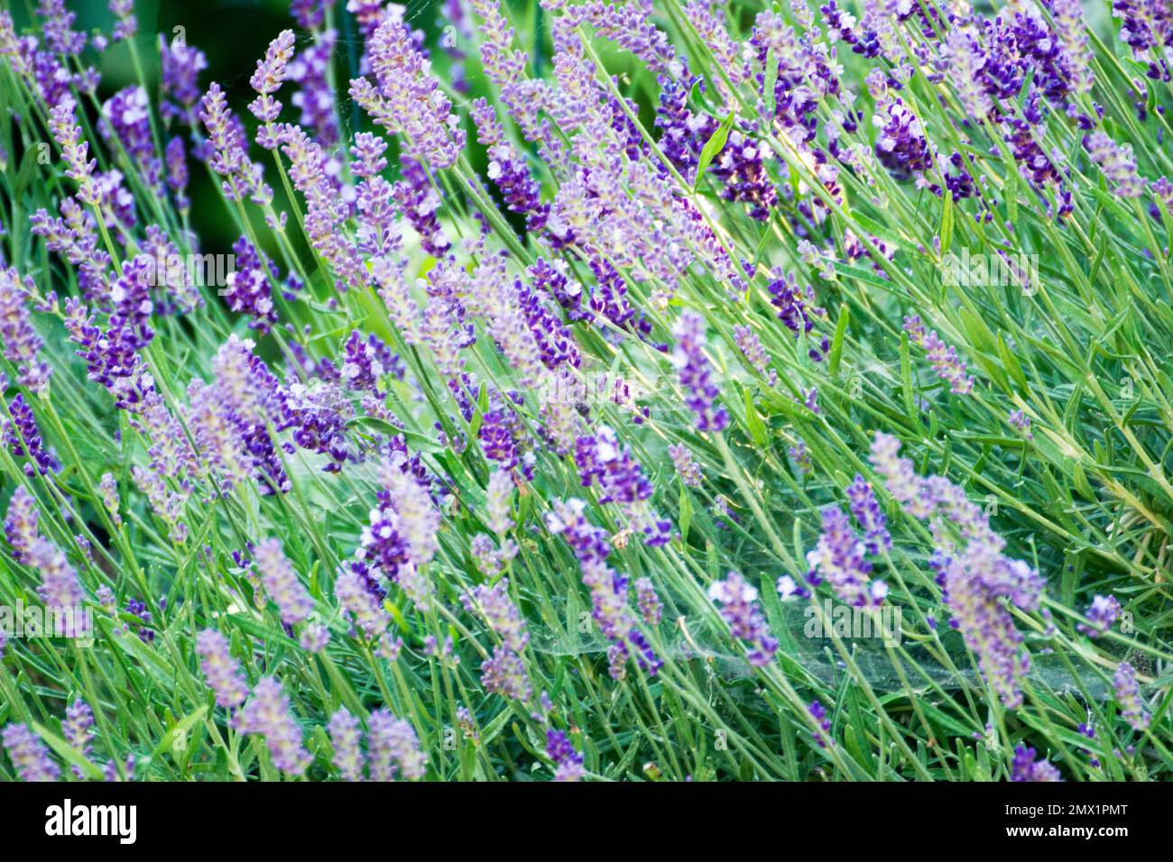 Coltivazione di lavanda, coltivata per uso giardino e paesaggio, come erbe culinarie, e per l'estrazione di oli essenziali, utilizzati nella medicina tradizionale. Foto Stock
