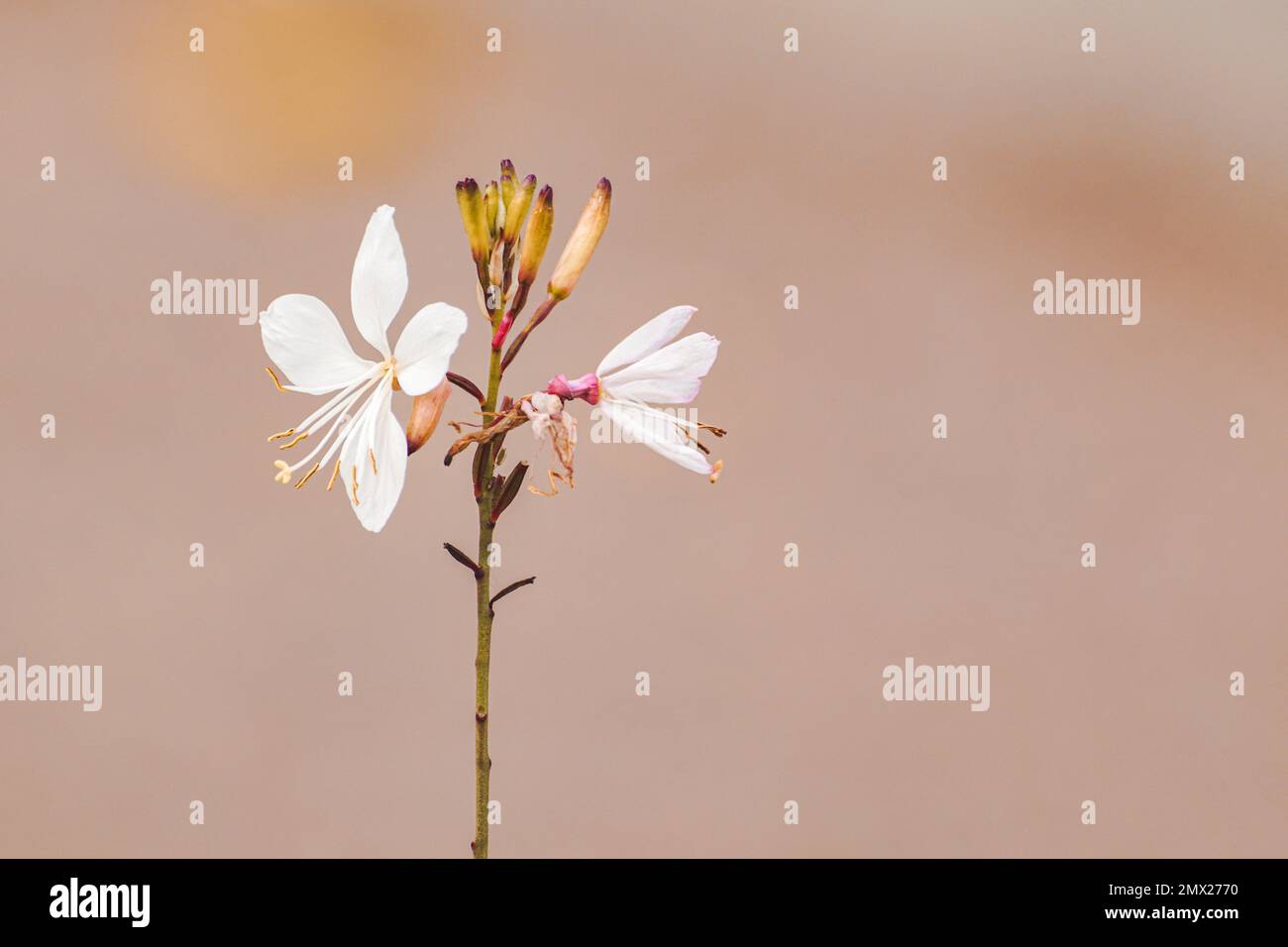 Un primo piano di un fiore appassito Foto Stock
