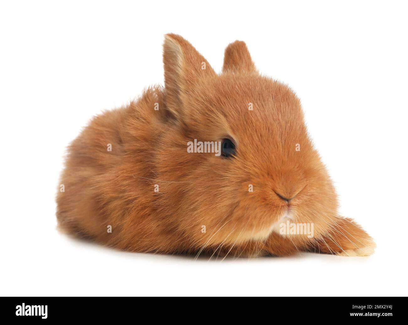 Adorabile coniglietto soffice isolato su bianco. Simbolo di Pasqua Foto Stock