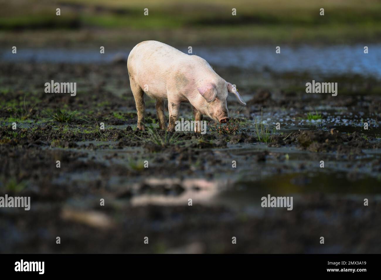 Un piglett curioso odore fiori che crescono dal fango nella New Forest Inghilterra durante la stagione di pannage quando i maiali sono liberi di vagare. Foto Stock