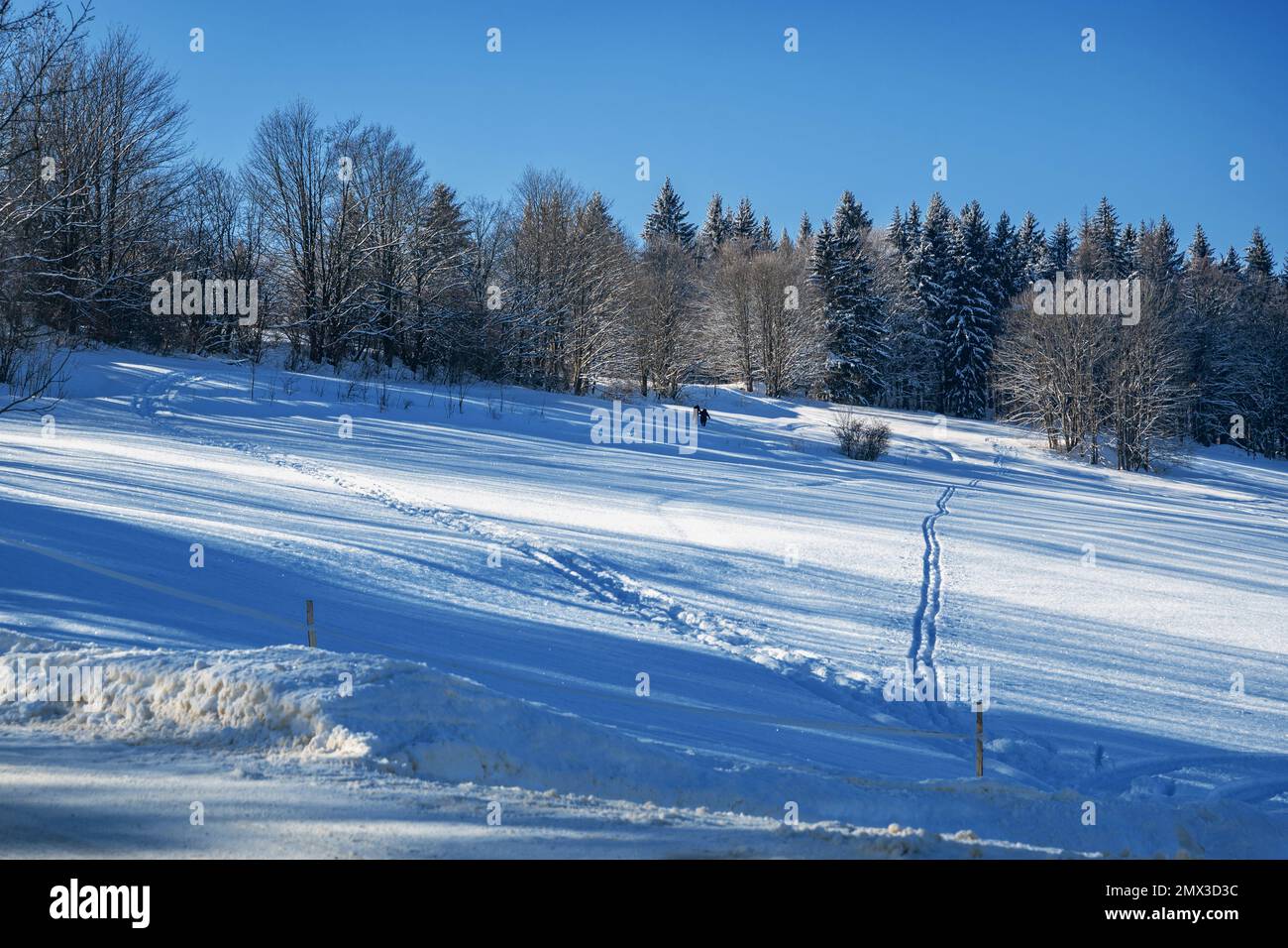 Prato di montagna innevato e foresta con 2 figure a piedi dietro, neve bianca e blu, giorno d'inverno soleggiato, passeggiata idilliaca. Foto Stock