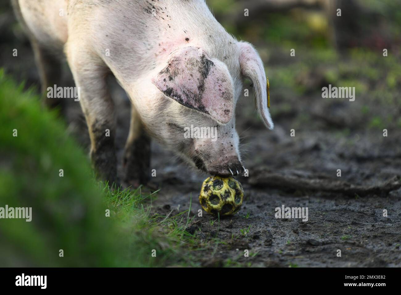 Un primo piano di un maialino nella New Forest durante la stagione del pannage è curioso con una palla di cani dopo averlo scoperto nel fango. Foto Stock