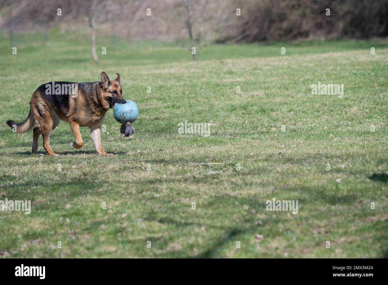 Cane pastore tedesco fuori nel cortile che gioca con un giocattolo Foto Stock