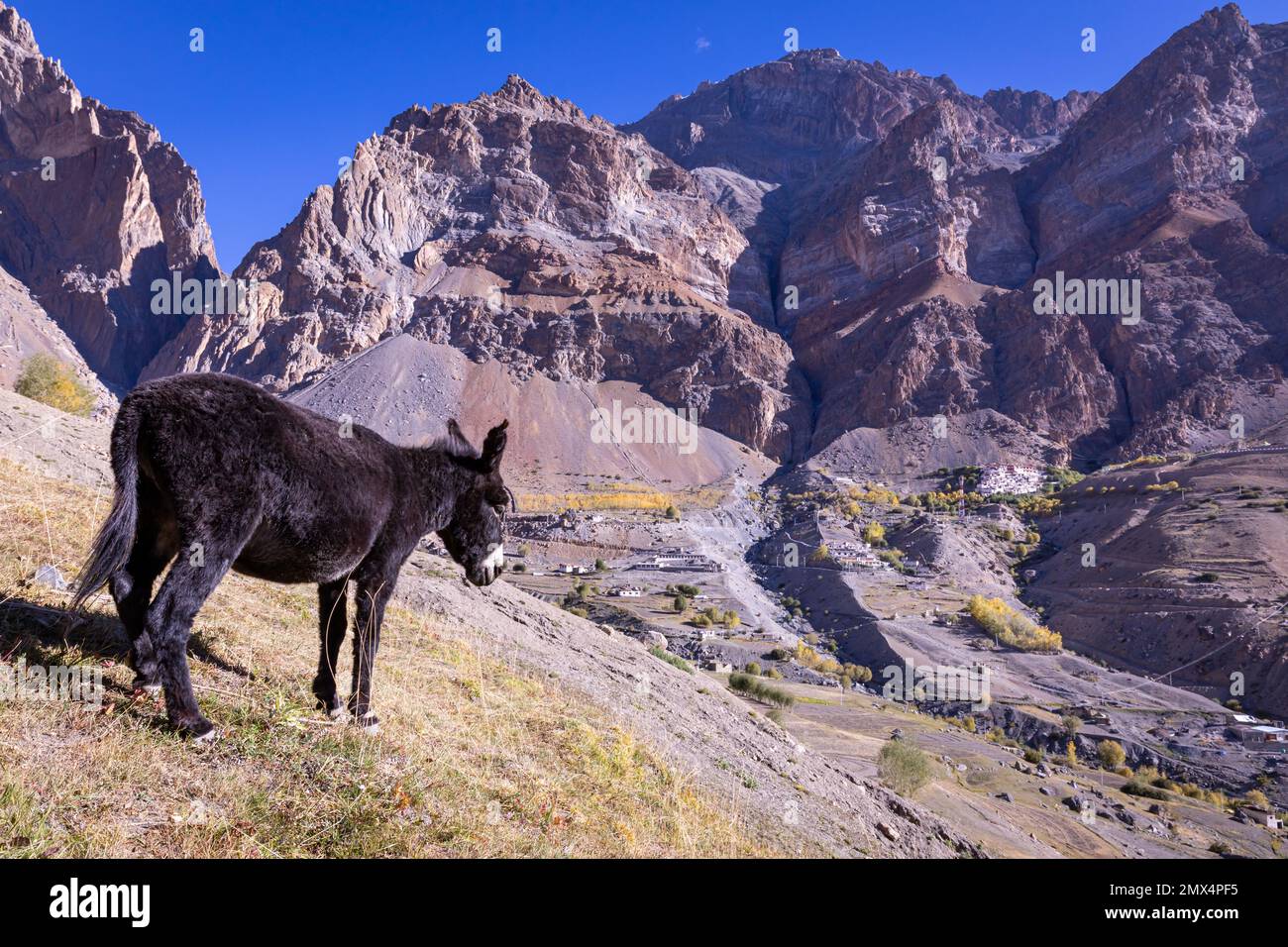 Asino nel remoto villaggio di Lingshed, Ladakh, India, trasporto di animali nella regione himalayana Foto Stock