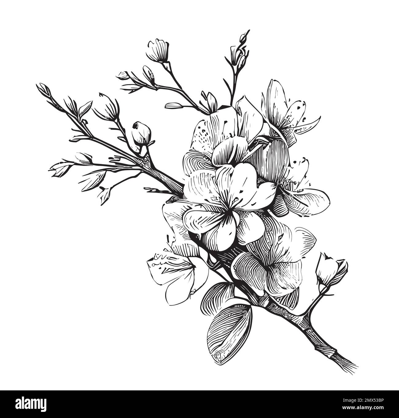 Mano di fiori di ciliegio immagini e fotografie stock ad alta risoluzione - Alamy