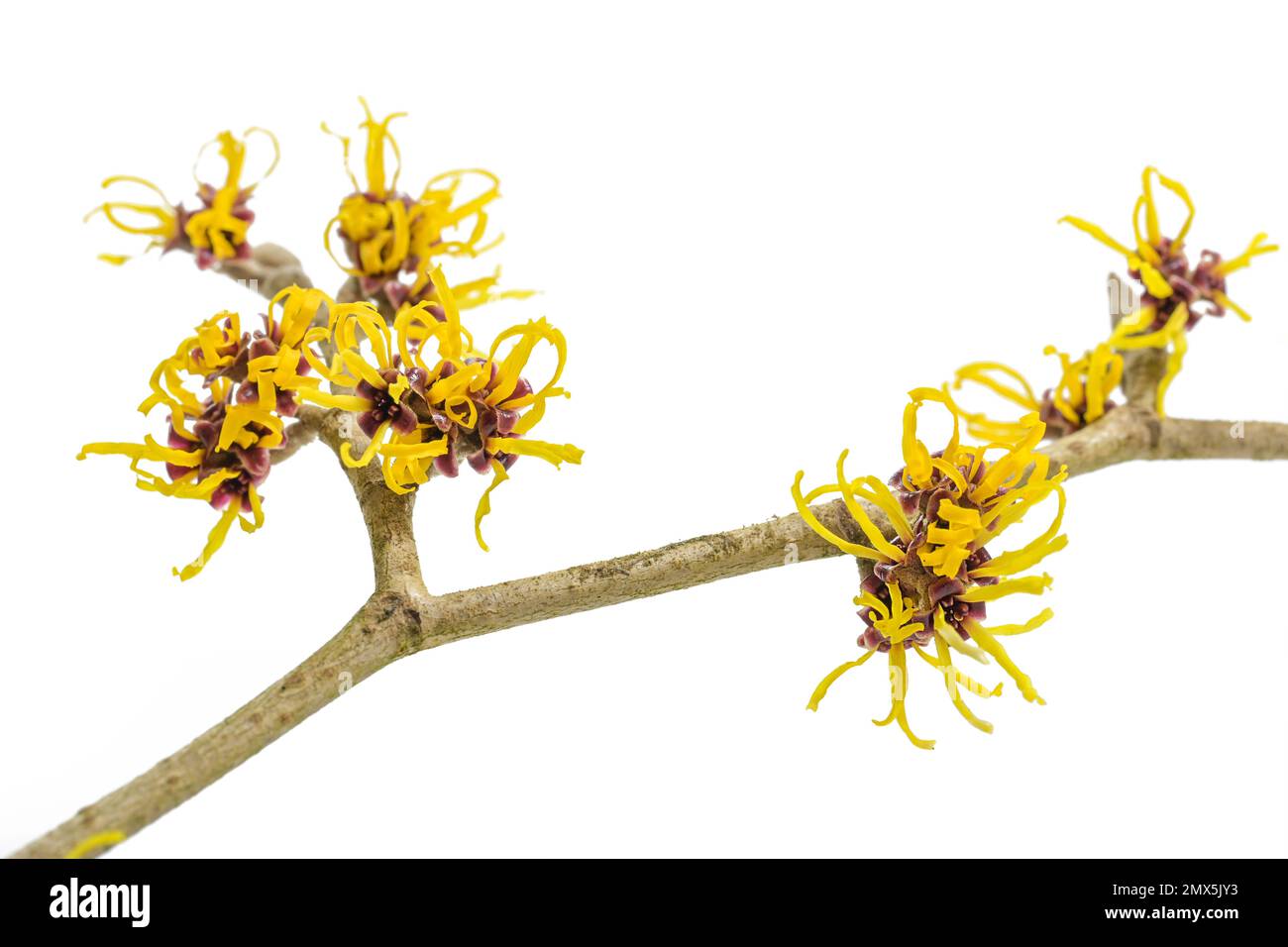 Fiori gialli su un ramo di strega fiorente (Hamamelis) isolato su sfondo bianco, pianta medicinale utilizzata per cosmetici per la cura della pelle, spazio copia, Foto Stock