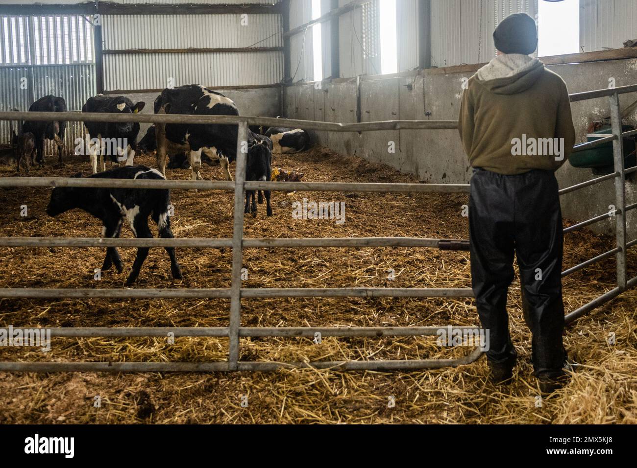 Timoleague, West Cork, Irlanda. 2nd Feb, 2023. Una vacca da latte appartenente al caseificio a base di Timoleague, David Deasy, partorisce un vitello nel capannone di vitello. Una fattoria controlla il vitello appena nato e la sua madre. Credit: AG News/Alamy Live News Foto Stock