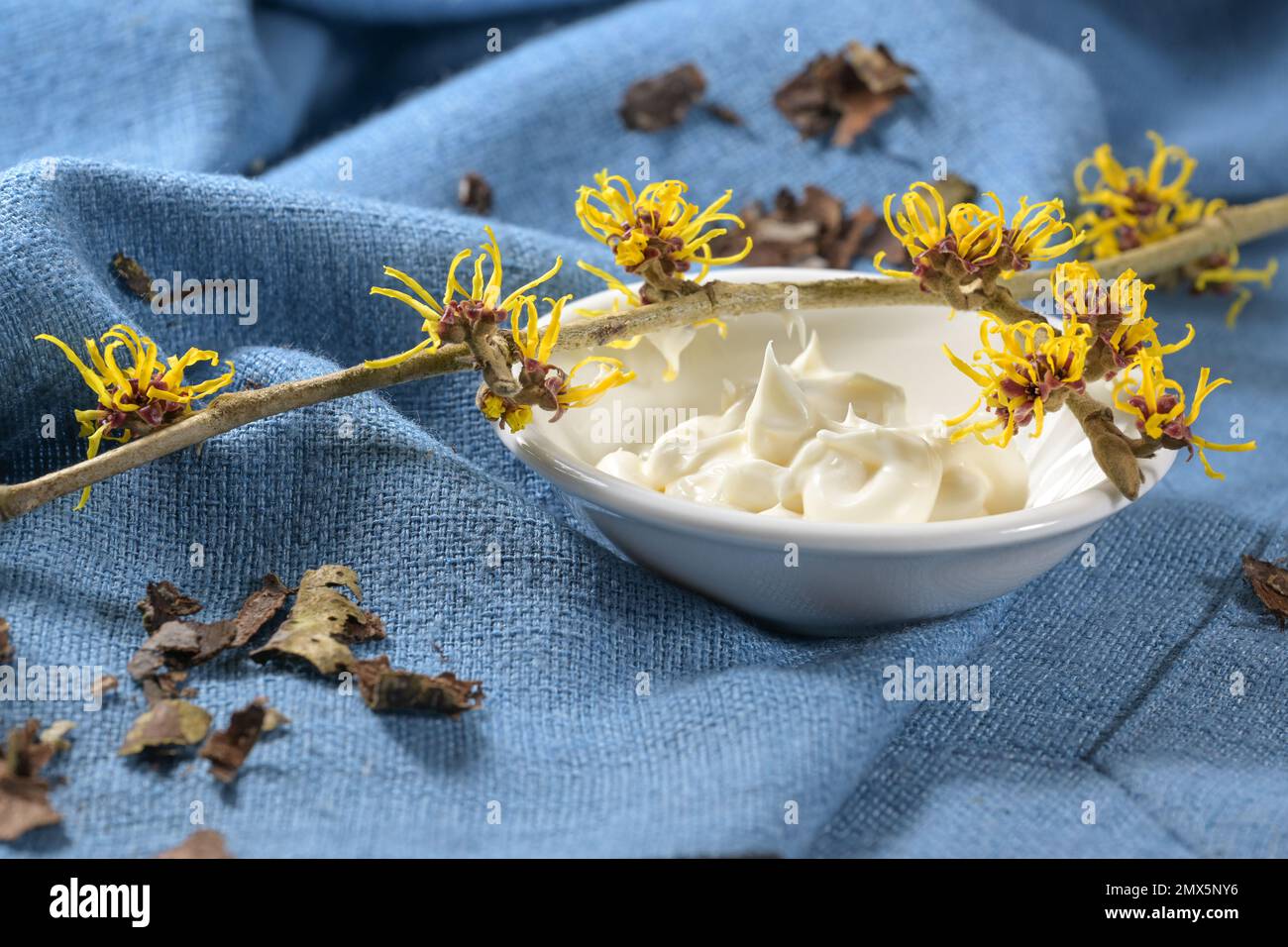 Ramoscello di strega in fiore (hamamelis), una ciotola con crema per la cura della pelle e corteccia essiccata su tessuto blu, pianta medica per cosmetici naturali, copia spazio, se Foto Stock