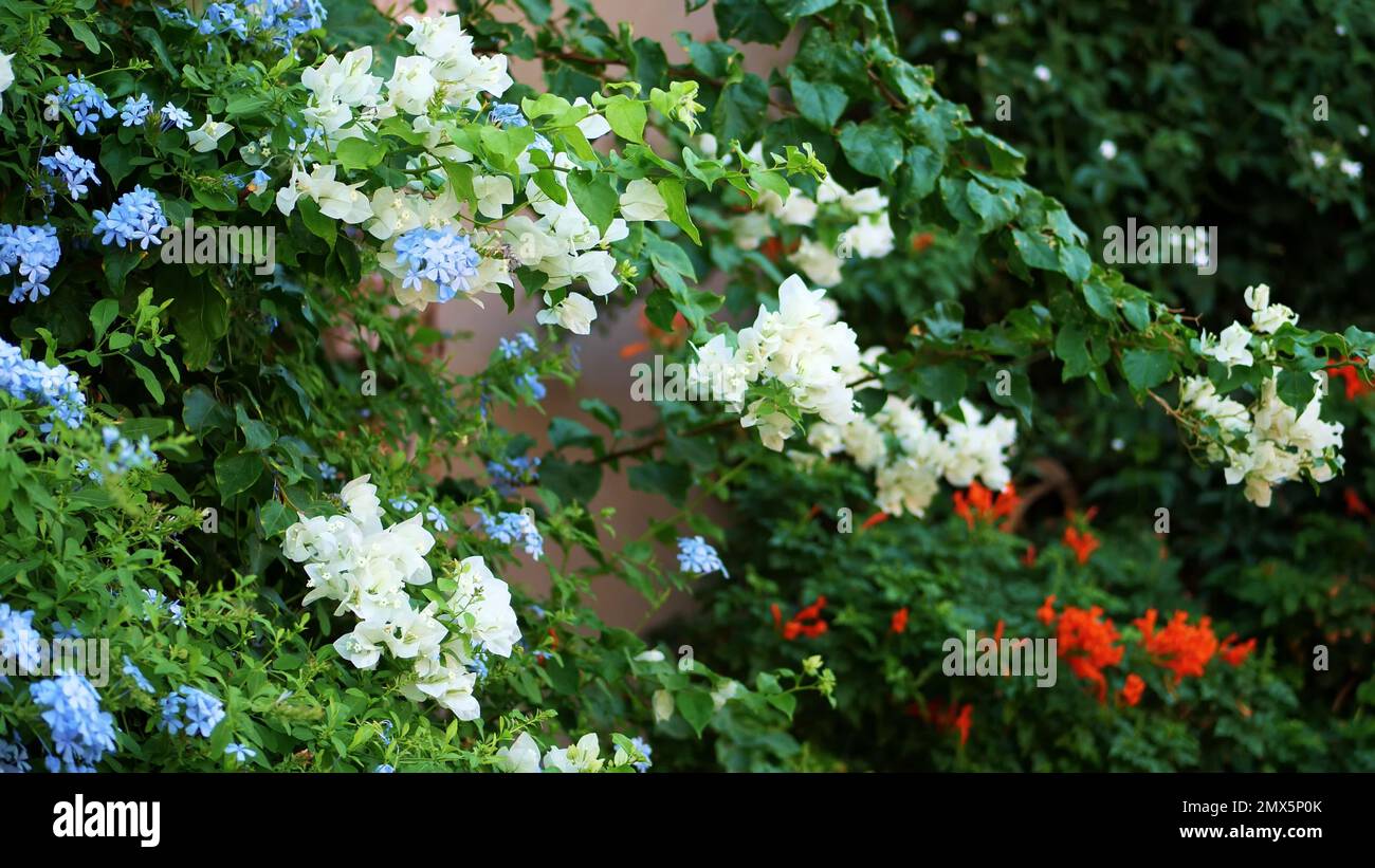 bougainvillea fiori, cespuglio con bellissimi fiori rosa, verde brillante succosa. estate calda giorno. Foto di alta qualità Foto Stock
