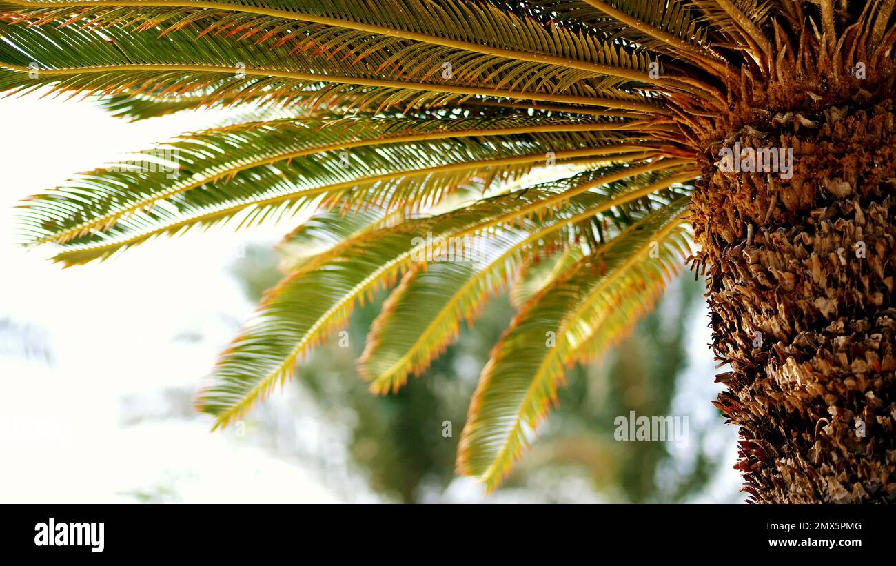 primo piano, palma, con un tronco spesso e foglie verdi. caldo giorno d'estate. Foto di alta qualità Foto Stock