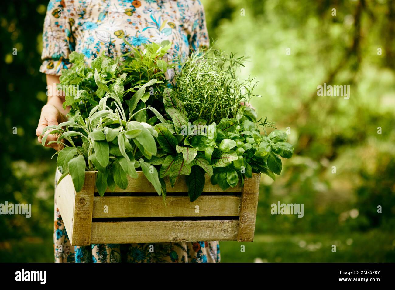Coltivare senza volto femmina agricoltore che porta scatola di legno con erbe verdi assortite in campagna con alberi il giorno d'estate durante la stagione di raccolta Foto Stock