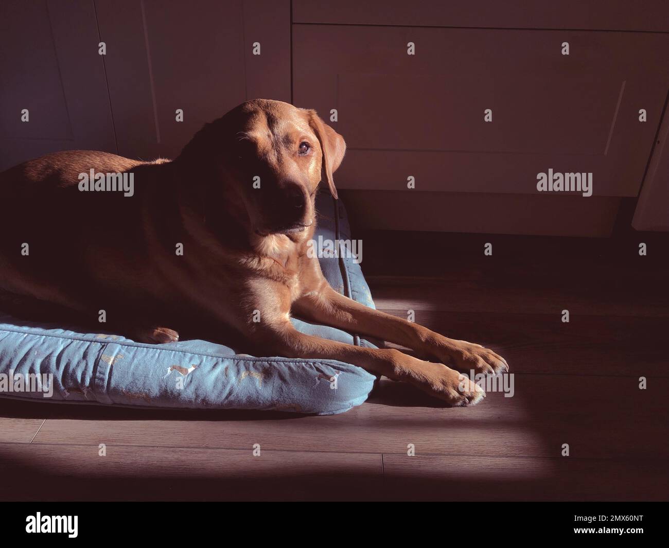 Un bel Labrador rosso volpe retrogrado riposante a letto in un interno accogliente con una luce soffusa finestra e pozzi di luce solare di mattina presto Foto Stock